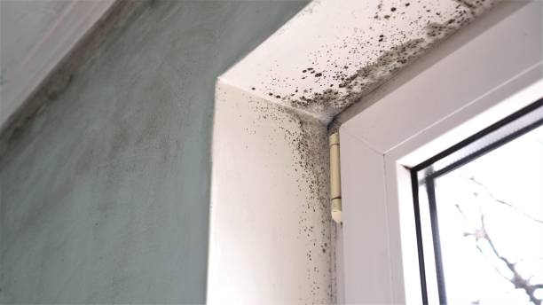 Best Mold Damage Repair  in Atlantic, IA