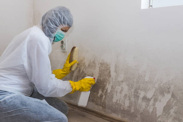 Best Mold Testing and Removal  in Atlantic, IA