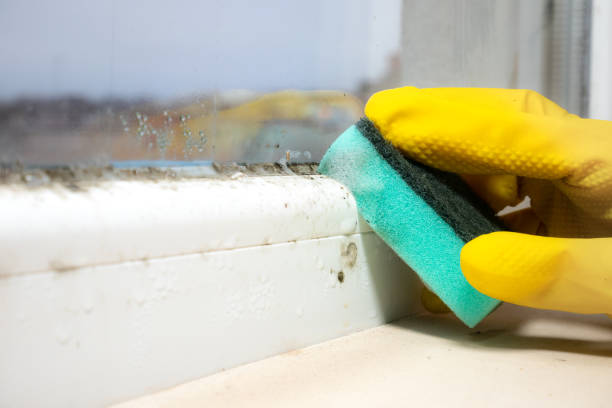 Trusted Atlantic, IA Mold Removal Experts
