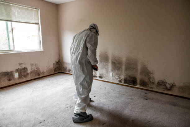 Best Local Mold Removal Service  in Atlantic, IA