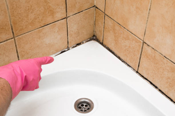 Certified Mold Removal in Atlantic, IA