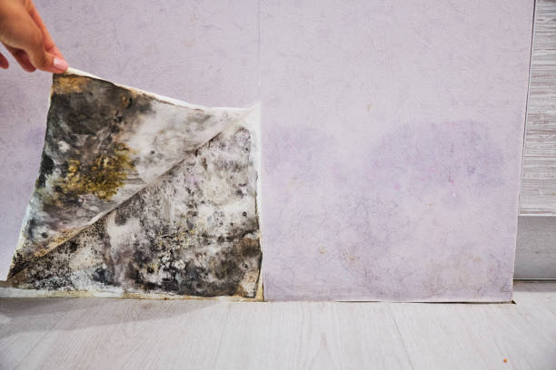 Best Affordable Mold Removal  in Atlantic, IA